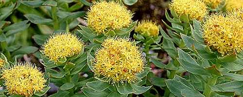 rhodiola